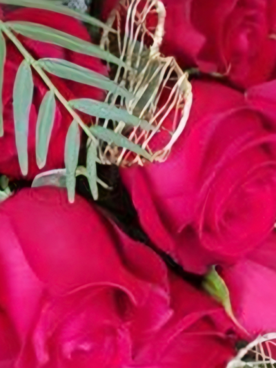 Rose Petals for Special Romance